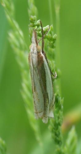 Réf. 255 309 : Crambus pascuella